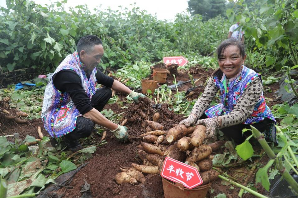 拼多多发布Q3财报陈磊：继续重仓“新质供给”“电商西进”生态建设(图1)