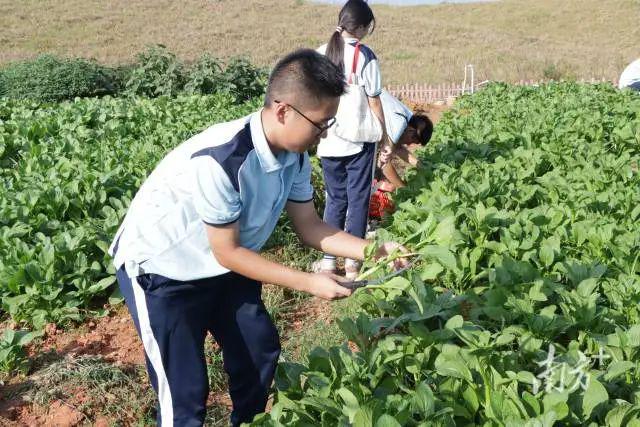 广东教育综合改革“新风向”改了什么？丨广东教育强省建设一线观察(图3)