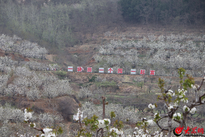 肥城市安驾庄镇：执“五变”五色笔绘就乡村振兴七彩卷(图2)