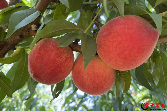 肥城市安驾庄镇：执“五变”五色笔绘就乡村振兴七彩卷(图5)