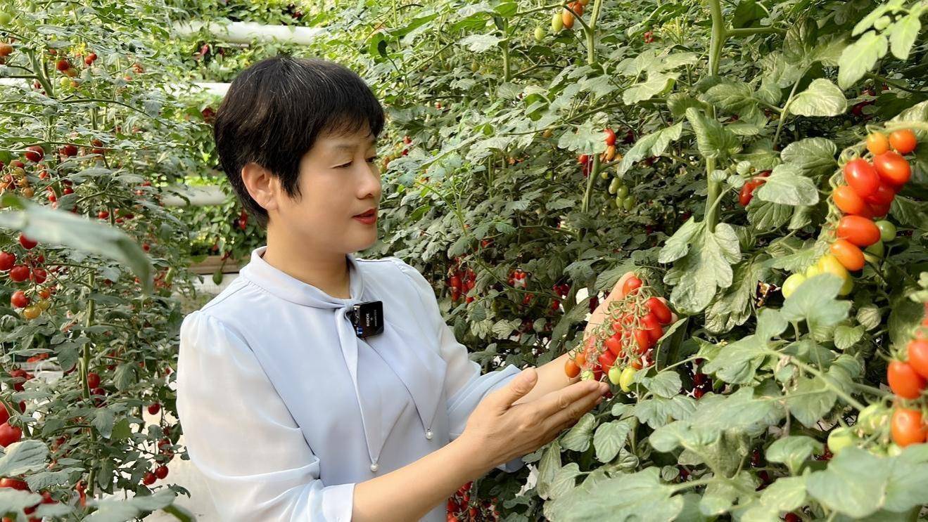 当手机成为“新农具”“蔬菜之乡”的新农人在快手点亮云上课堂(图5)