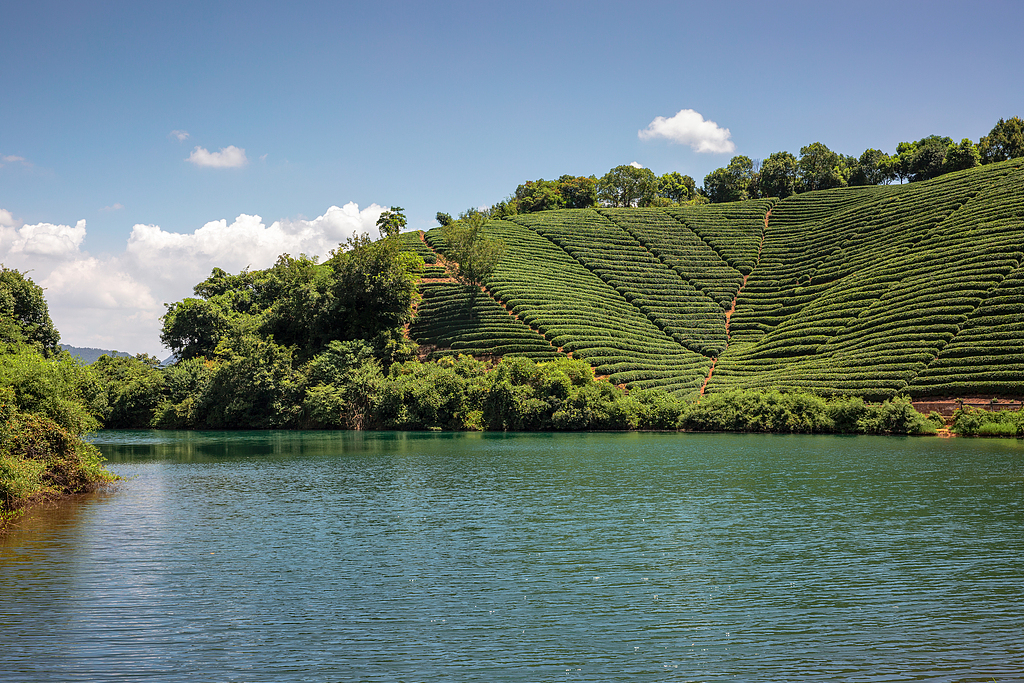 “一片树叶”的千亿进阶！浙江茶产业高质量发展再描蓝图(图3)