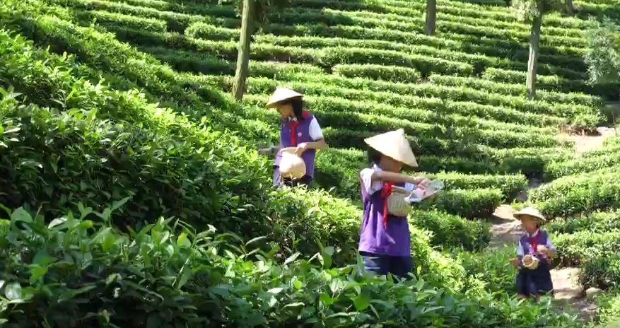 “一片树叶”的千亿进阶！浙江茶产业高质量发展再描蓝图(图8)