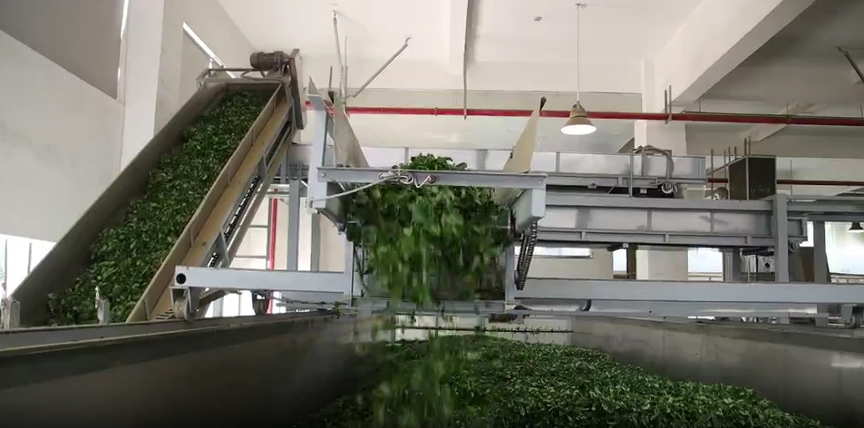 “一片树叶”的千亿进阶！浙江茶产业高质量发展再描蓝图(图6)