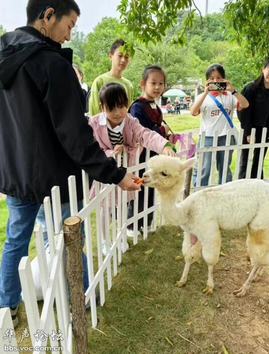喝茶观展、看戏游园、滑雪、非遗……2026元旦出行攻略请收好(图7)